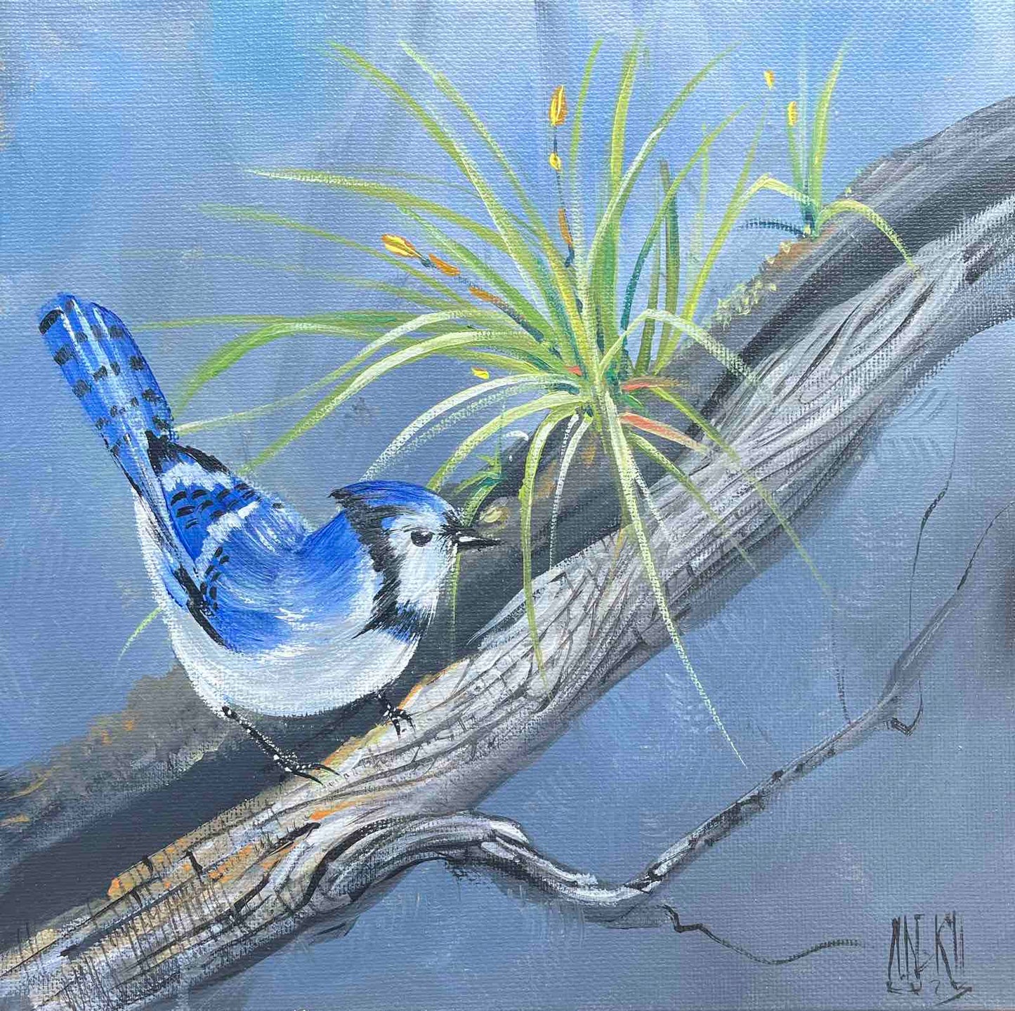 Blue Jay