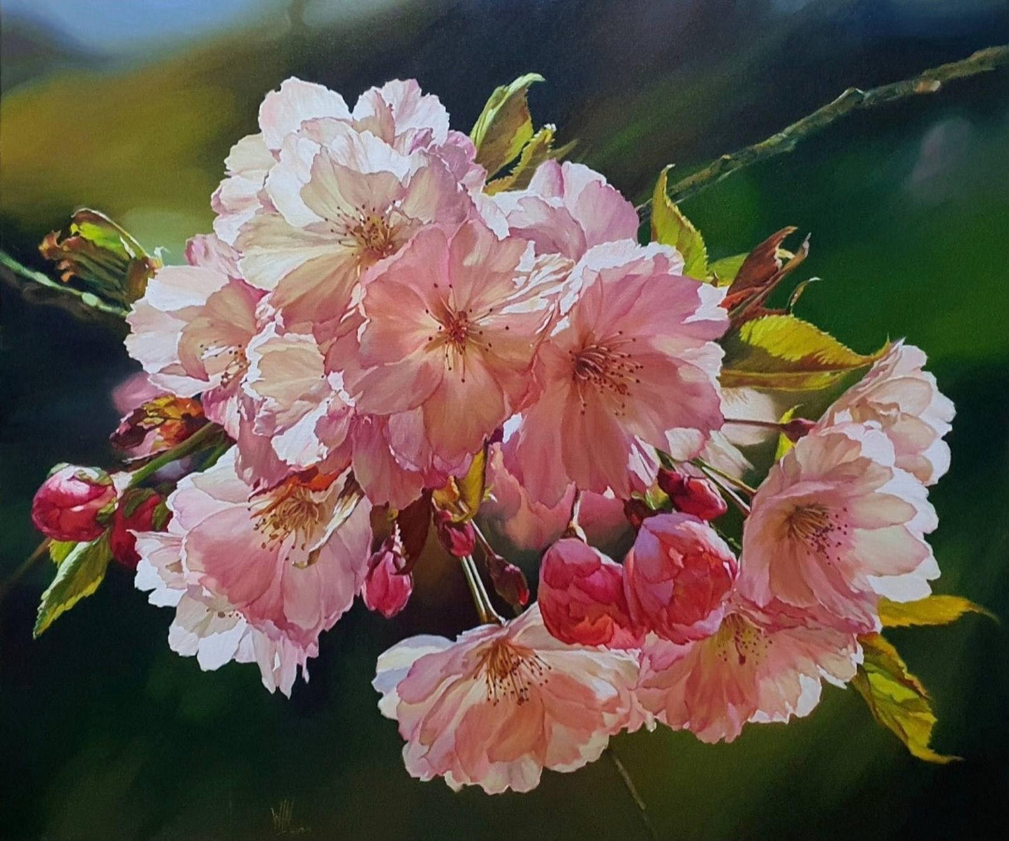 Cherry - 1
