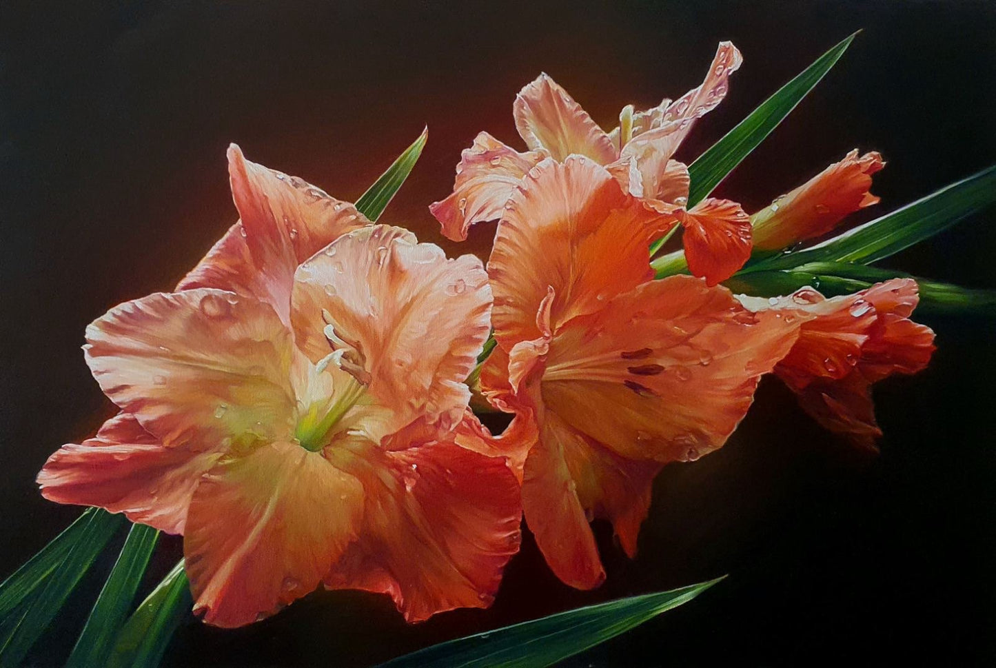 Gladiolus