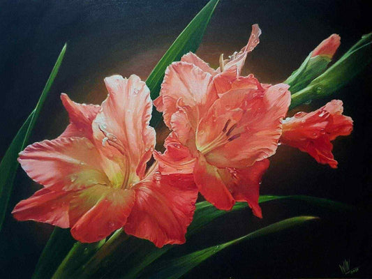 Gladiolus